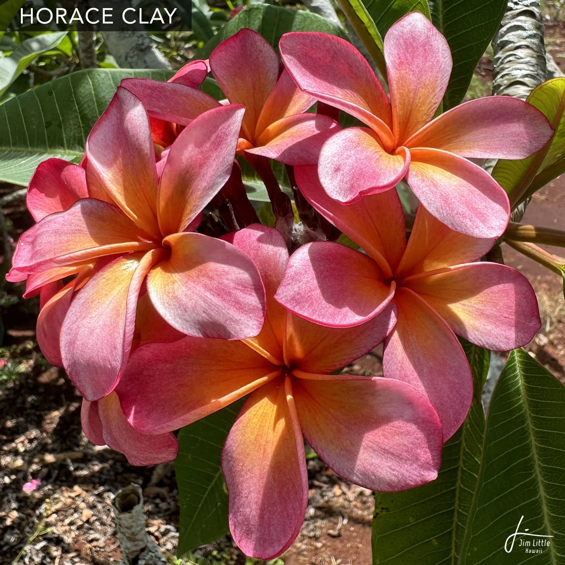 その他 plumeri JL Cultivars — Jim Little Plumeria JAPAN